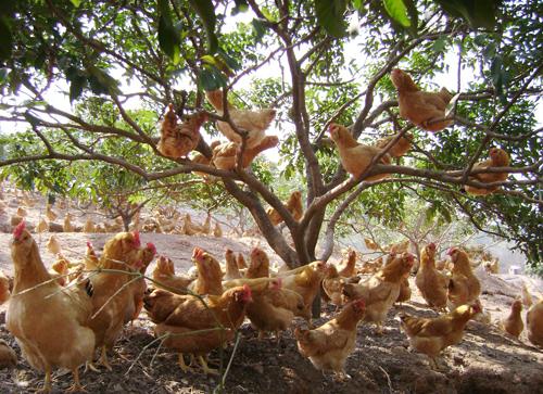 养殖鸡不能滥补钙 - 鸡的饲养管理 - 传道网-广西农业技术信息网